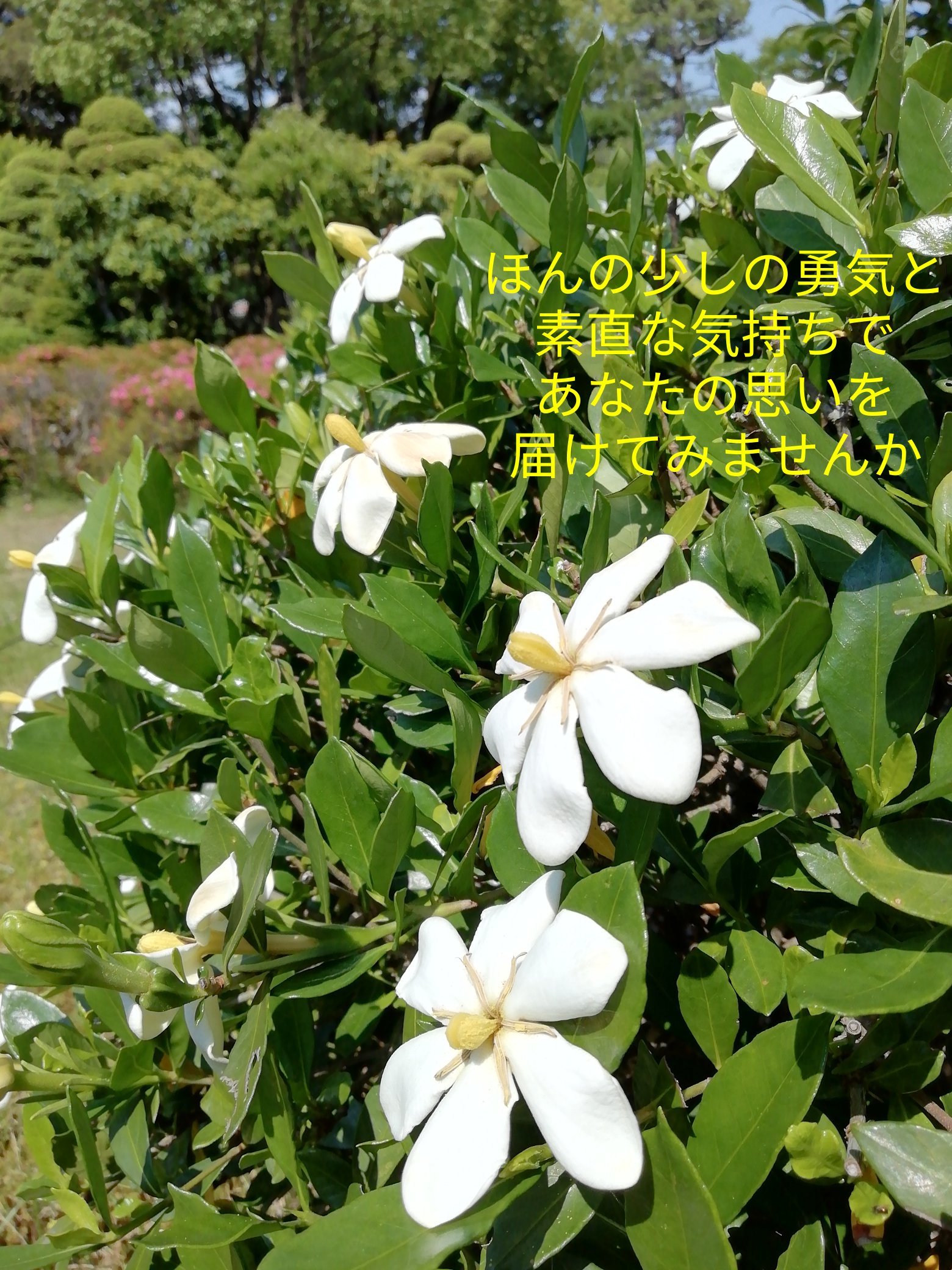 とても幸せです Twitter Search Twitter