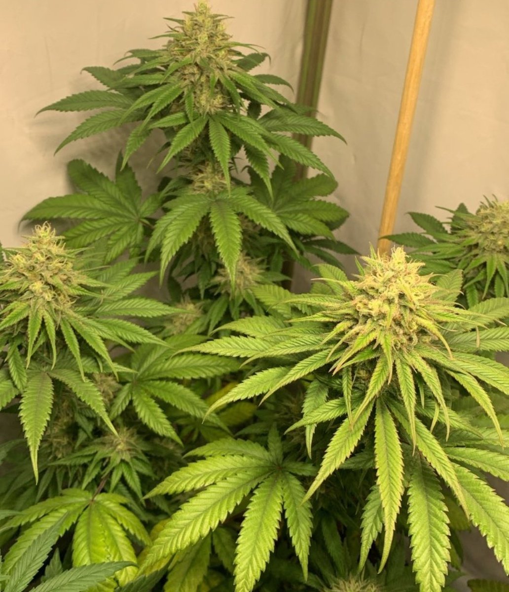 KannabiaSeeds's tweet photo. 📷 BCN DIESEL CBD by #KannabiaSeeds 🌱 @IntKannabia @Kannabia_US @Kannabia_Samen 
📸 Gracias al amigo #kannabista de IG @verdehumo_total 🙏💯😍🧡💚  
ℹ️ #BCNDieselCBD #collectionseeds ➡️ https://t.co/9q9LvB7jC8

Fem ♀️
#CBDSeed
#sativa dominant hybrid
#CBD #CannabisMedicinal ⚕️🌿 https://t.co/wNbmd5XUJq