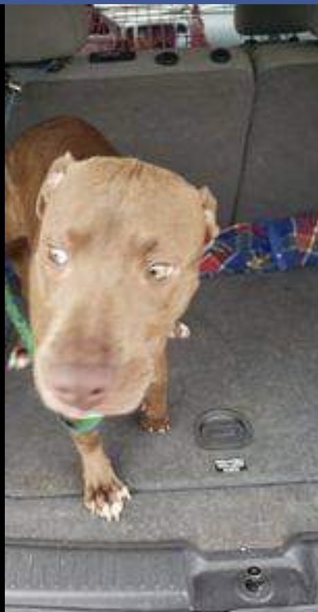 reddogsusie's tweet photo. ANGELA IS SAFE❤️🎉
Thanks to SONIA MCGRATH &amp; SNOWDEN GROVE VETS-see freedom pic❤️
Pledges/donations to:
PayPal: Hunniebear1014@yahoo.com
Cashapp $soniasrescuedogs
Venmo @soniasrescuedogs
Pls ref: Angela #MASA13894
Thanks to everyone who helped her🤗
#MASA13894 https://t.co/ArpEHEmsVK