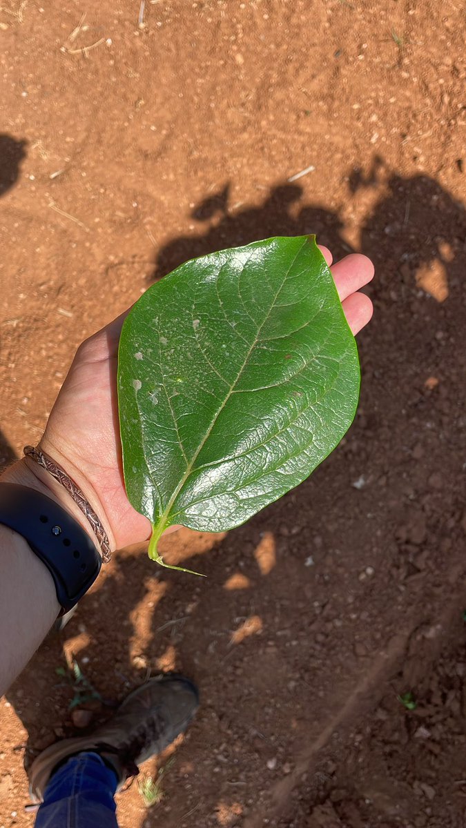 BiorizonBiotech's tweet photo. Buenísimos resultados en ensayos tras utilizar #Algafert en el #caqui consiguiendo un mayor desarrollo de los brotes y un incremento de la superficie foliar al aumentar la tasa fotosintética. Más info👉https://t.co/IuYsuvVAiC
#agriculturasostenible #microalgas #economiacircular https://t.co/DozwtcX35b