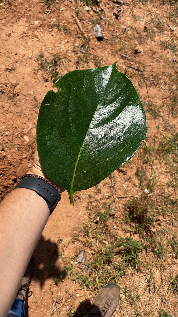 BiorizonBiotech's tweet photo. Buenísimos resultados en ensayos tras utilizar #Algafert en el #caqui consiguiendo un mayor desarrollo de los brotes y un incremento de la superficie foliar al aumentar la tasa fotosintética. Más info👉https://t.co/IuYsuvVAiC
#agriculturasostenible #microalgas #economiacircular https://t.co/DozwtcX35b
