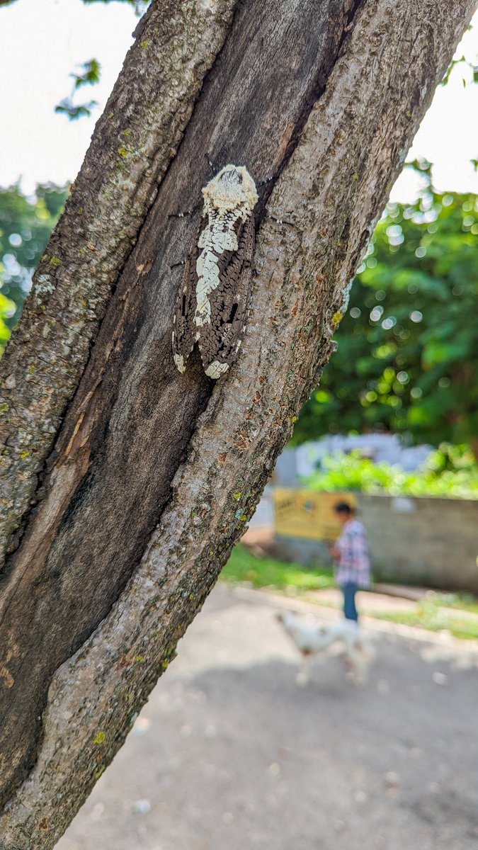 kaadupapa's tweet photo. Things we find on our daily life walks with Sufi #walkswithdog #urbanwildlife #insects https://t.co/d6pp8Dx6RQ