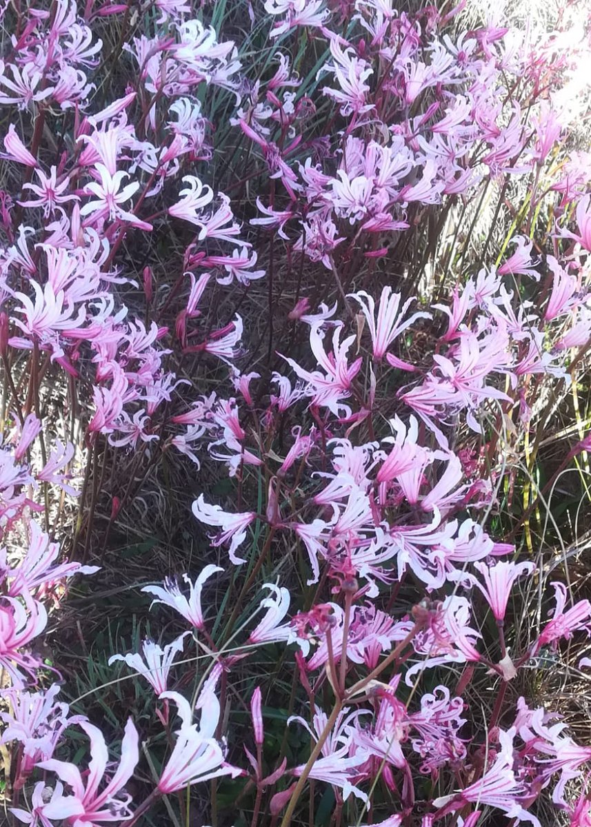BotsocSOverb's tweet photo. Look what's popped up at the Klippedrift Alien Clearing Site, a project supported by our Southern Overberg BotSoc branch: A gorgeous colony of 𝘕𝘦𝘳𝘪𝘯𝘦 𝘩𝘶𝘮𝘪𝘭𝘪𝘴. #GenerationRestoration #floralfriday https://t.co/xVDtpKQn7Z