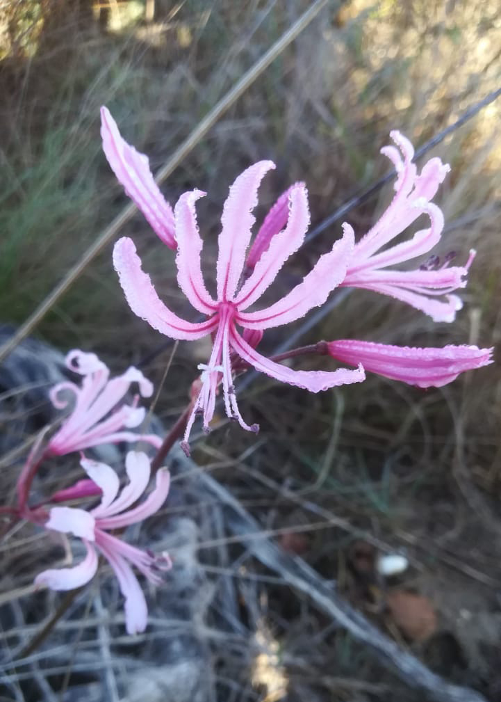 BotsocSOverb's tweet photo. Look what's popped up at the Klippedrift Alien Clearing Site, a project supported by our Southern Overberg BotSoc branch: A gorgeous colony of 𝘕𝘦𝘳𝘪𝘯𝘦 𝘩𝘶𝘮𝘪𝘭𝘪𝘴. #GenerationRestoration #floralfriday https://t.co/xVDtpKQn7Z
