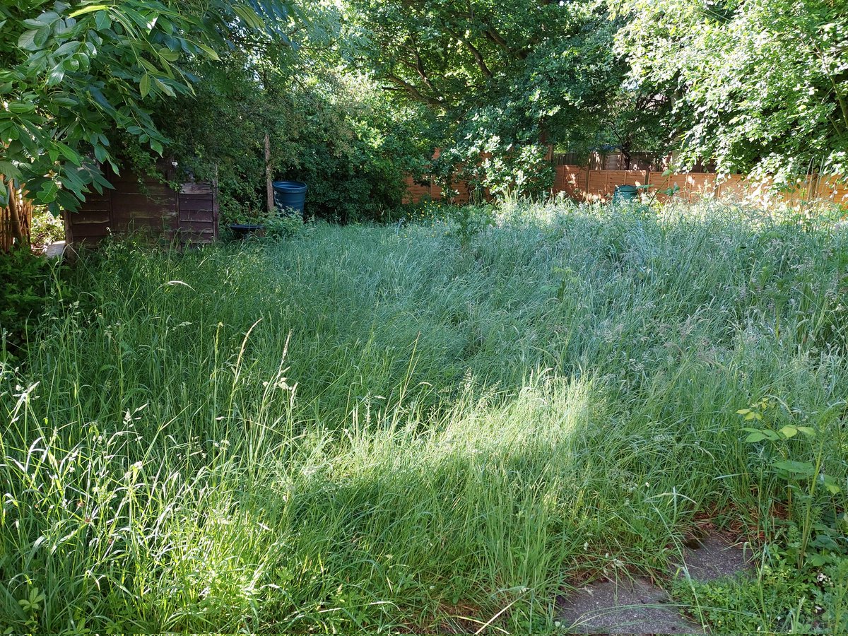 FazFhunder's tweet photo. @1950sLibrarian @EnglishWoodsman @RewildScotland @Tesco This happened to my garden in the space of a month too 😲 https://t.co/7VfbDa6xUC