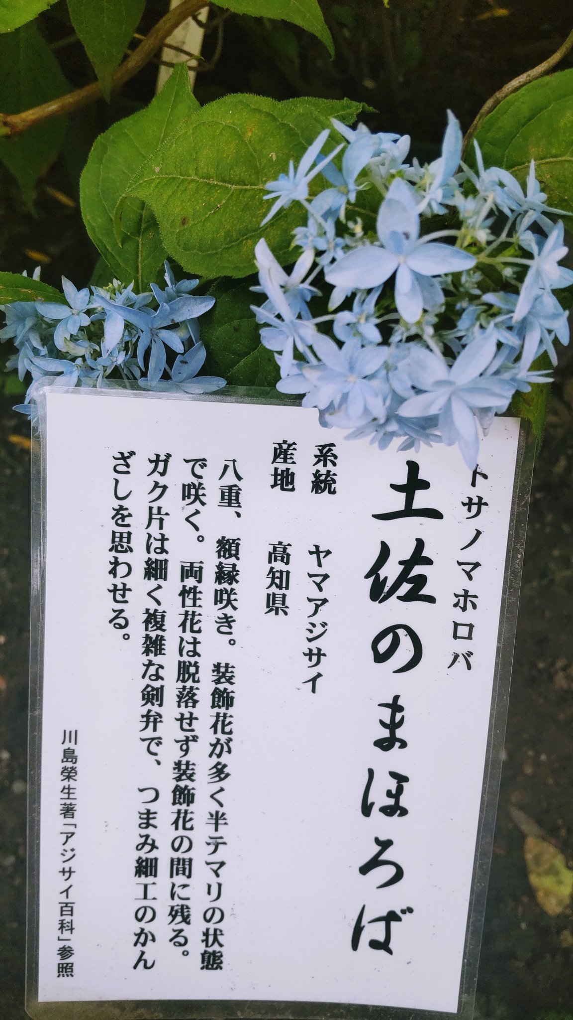 Nami 天気良かったのに 午後から一変 大雨降りました 今はまた晴れています もう夏の夕暮れみたいな雰囲気です 土佐のまほろば つまみ細工みたいな 可愛いアジサイ お疲れ様でした 癒し 紫陽花 T Co Fayiva2bwc Twitter