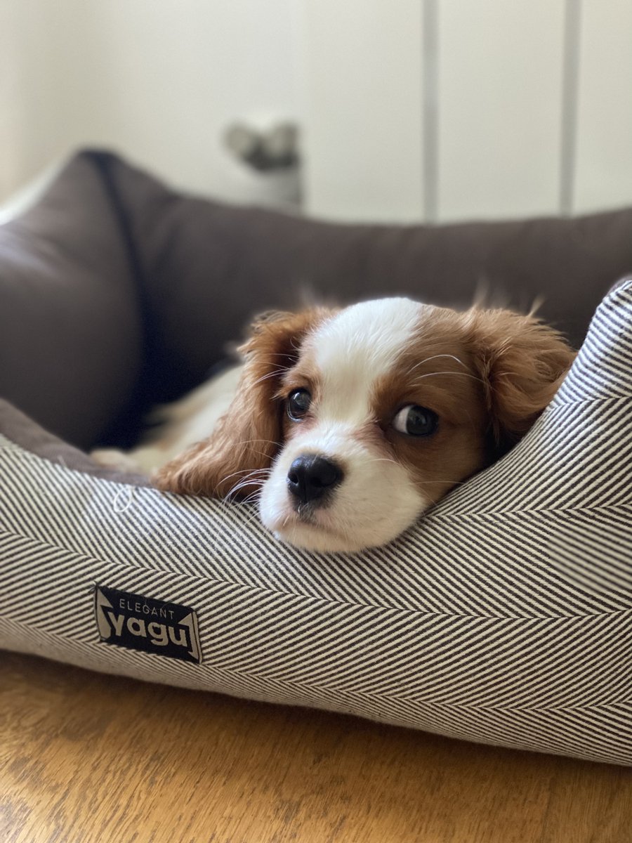 bragibrella's tweet photo. Eftir tvö ár af heimavinnu er ég loksins kominn með vinnufélaga 🐶🥰 https://t.co/toU52WpLDF