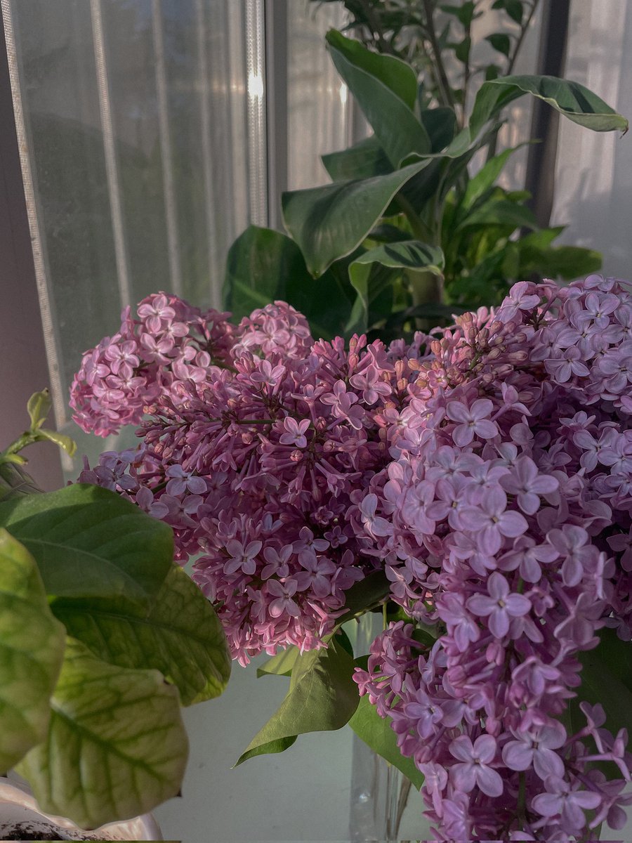 Good morning, friends!🤗💞
Everyone have a great day!🥰