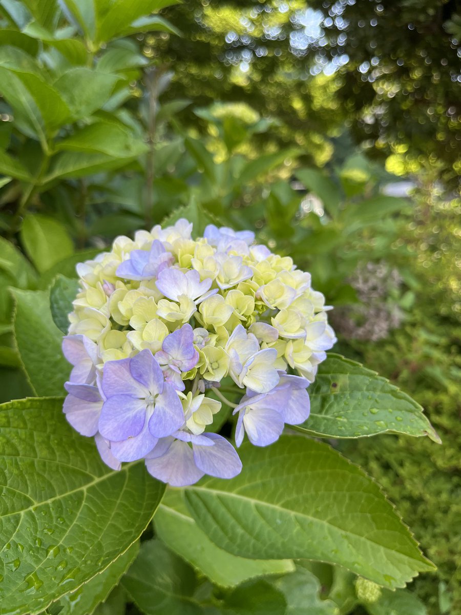 mekabu_baibai's tweet photo. Rainy season is coming soon to Japan.but it is also beautiful season there. hydrangea will attract you.
#hydrangea #traveljapan #travelasia #enjoy #travel https://t.co/ysGwSsg0Sw