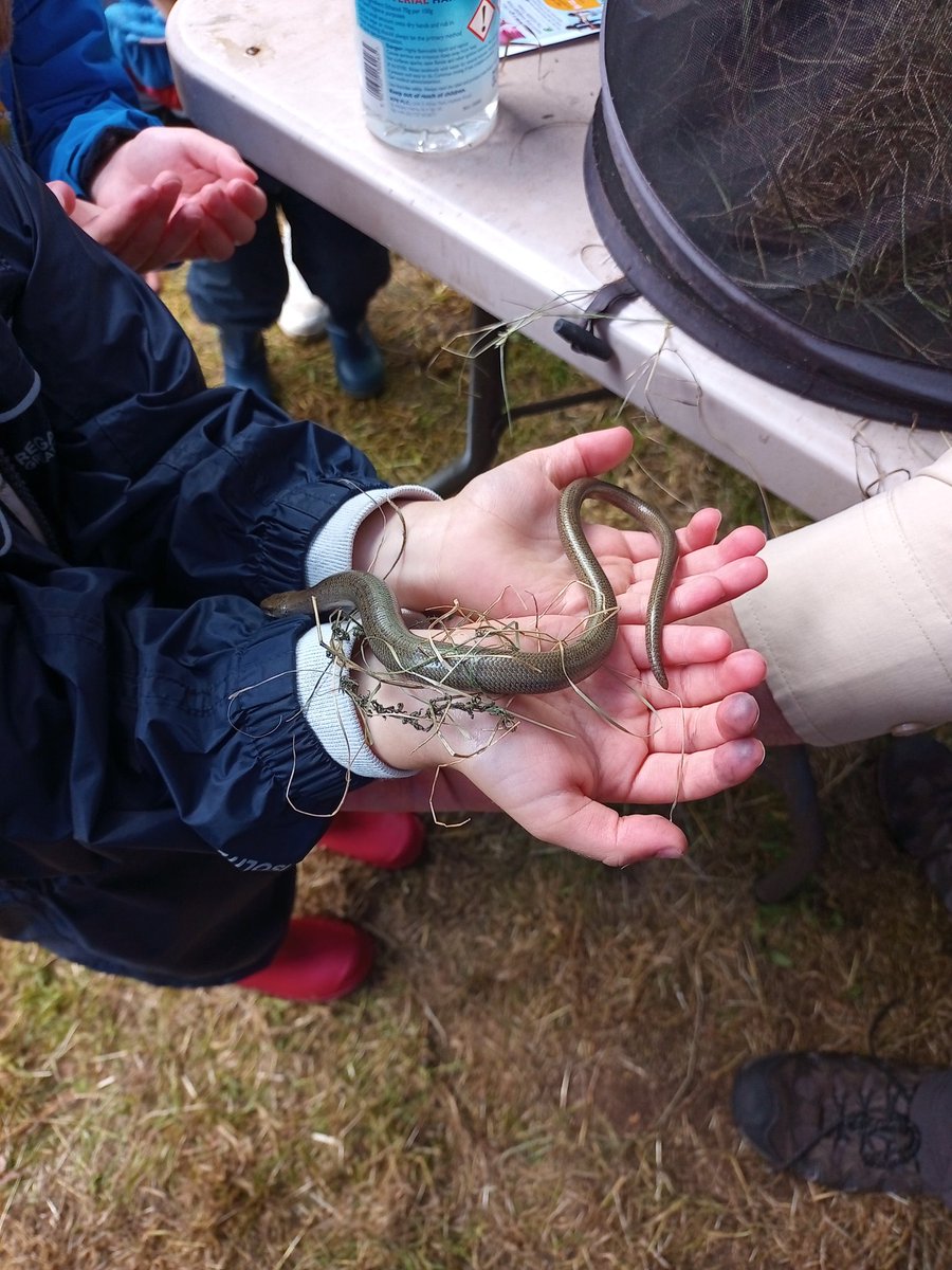GreenwaysProj's tweet photo. Busy at the Suffolk Show earlier in the week! Making 294 insect homes with eager families in the wonderful @suffolkwildlife Wildlife Area. Local reptiles also a big hit with the youngsters! @IpswichGov @BaberghDistrict @EastSuffolk #bugbox #suffolkwildlife https://t.co/8jQPzY23Hh