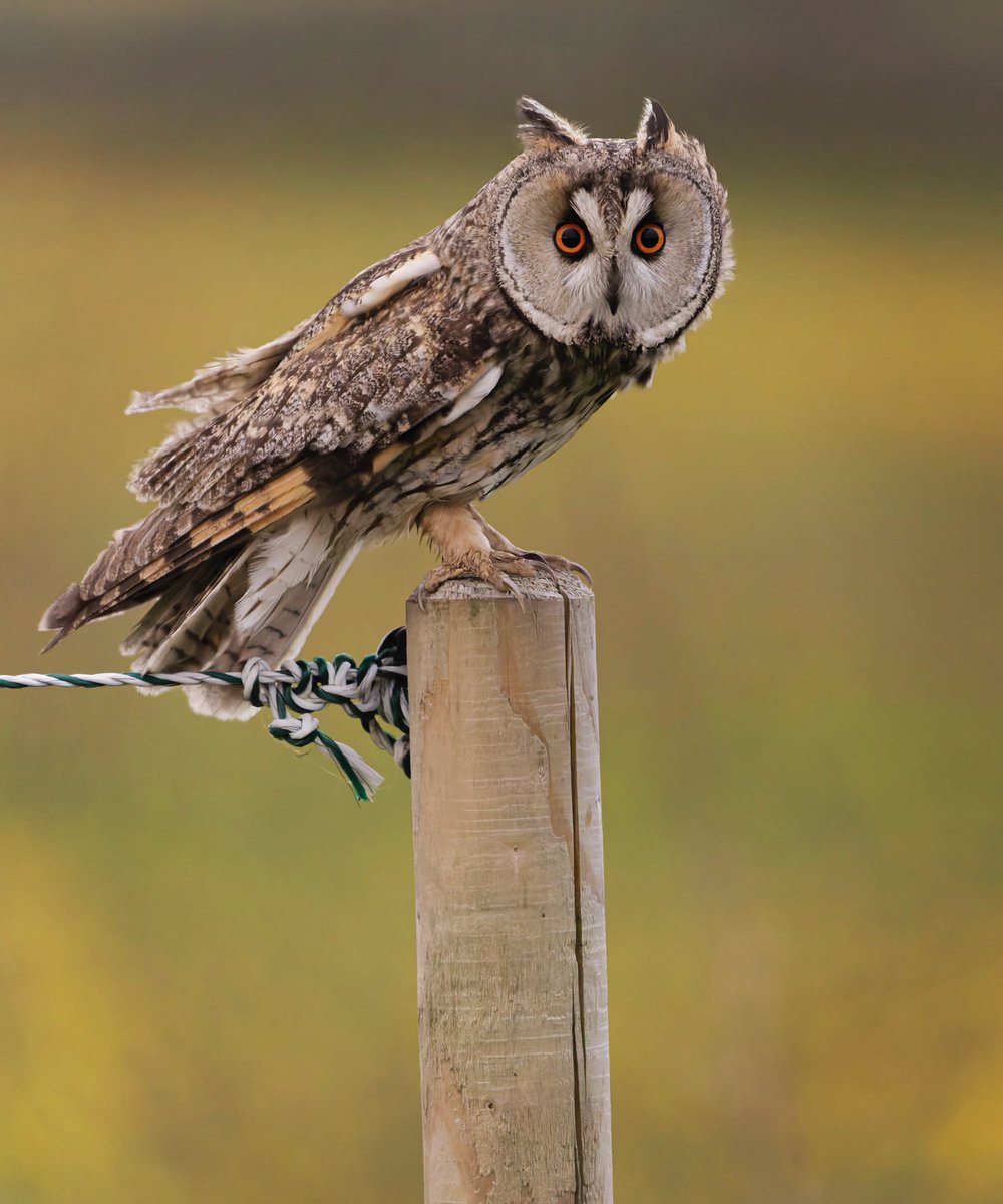 TomBroxup1's tweet photo. I enjoyed some luck last week when I positioned myself behind a drystone wall and waited it out to try and see a long-eared owl. Within 5 minutes this beauty flew in and landed on a post only meters to my right. 
#birdphotography @BBCSpringwatch #BirdsSeenIn2022 https://t.co/KA0TuxdHRO