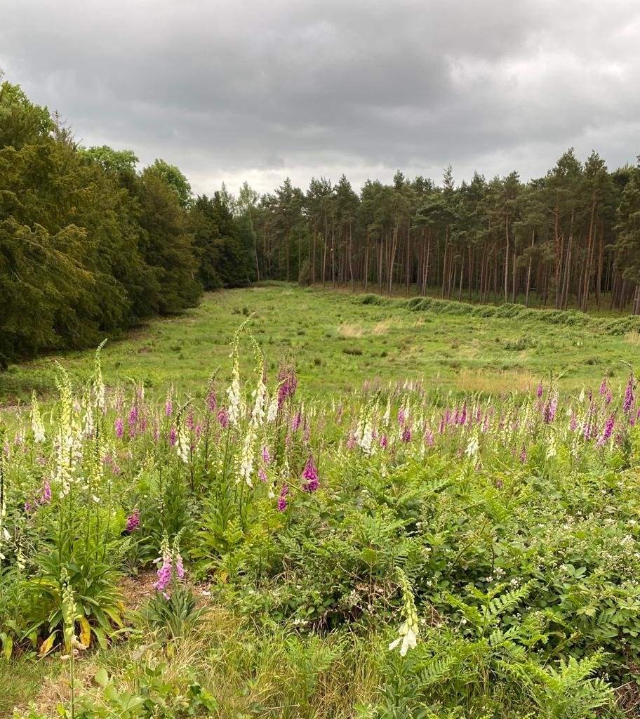 There's something special about <a href="/ShuttleworthTru/">Shuttleworth</a> not least the acres of wild foxgloves hidden in the woodland.  Join us for the hoohaah <a href="/BarrEllisonLaw/">Barr Ellison Law</a> 10k on June 12th in aid of @Power2InspireUK