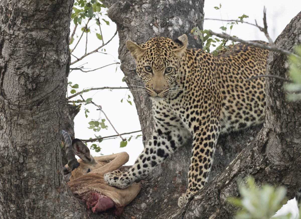 AdeleAdeleowen's tweet photo. Paws off this is mine! Beautiful leopard with kill in tree spotted in Kruger last month with @WildWingsSafari @GuideBarefoot @WildWingSafaris  #SANParks #leopardsofKruger #leopards #Kruger @nyjrb90 https://t.co/Q1nNqpudI6
