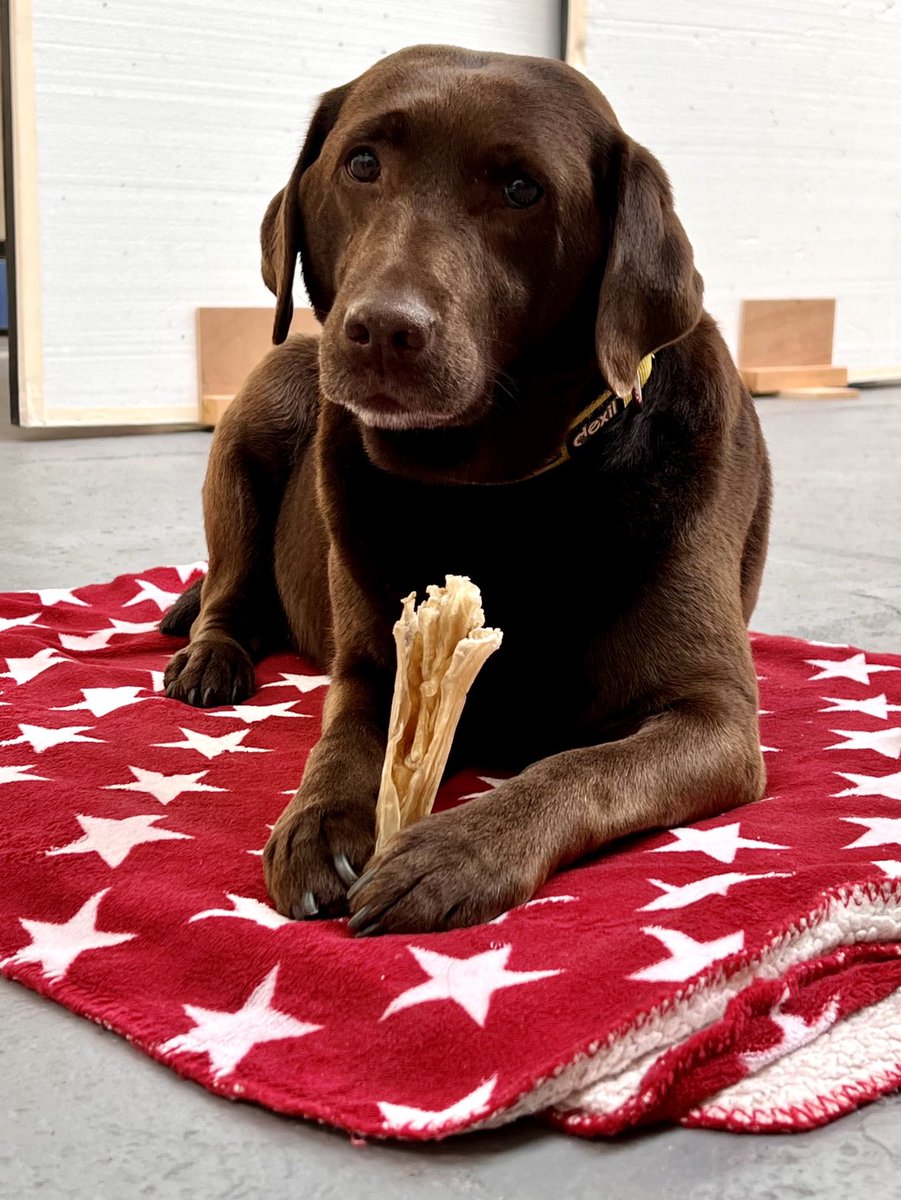 Studio dog… 🤗💛