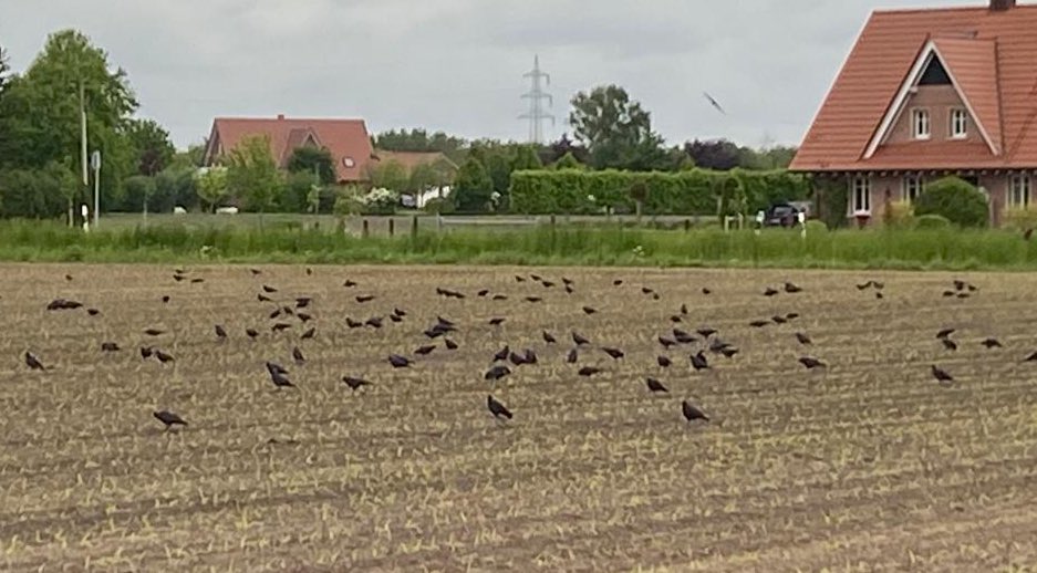 borkener's tweet photo. Auch im Kreis Borken werden #Krähen und #Dohlen zu einem immer größeren Problem für die Bauern. Auf frisch eingesäten Maisflächen nimmt Vogelfraß zu. Die #Ernte wird vernichtet, lange bevor sie begonnen hat. Effektiver Pflanzenschutz? Kaum noch möglich. Entschädigung:Fehlanzeige. https://t.co/ZbflpCIyhS
