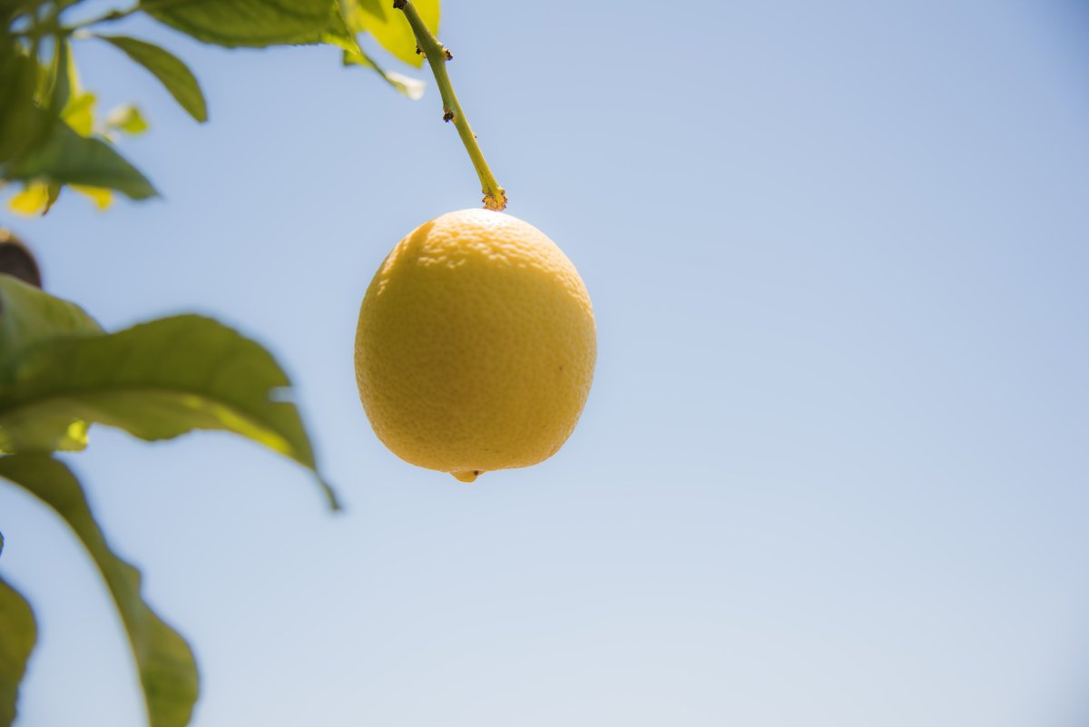 DeSangosseIB's tweet photo. Un paso más hacia #precios #justos

La semana pasada se aprobó la #homologación de los contratos tipo del limón 🍋 y el pomelo🍊 por parte del @mapagob. 

¿Qué te parece la medida? ¿Precios más justos? ¿Más #calidad y mejor #información para el #consumidor final?🤔 https://t.co/7gnRtOzpIv