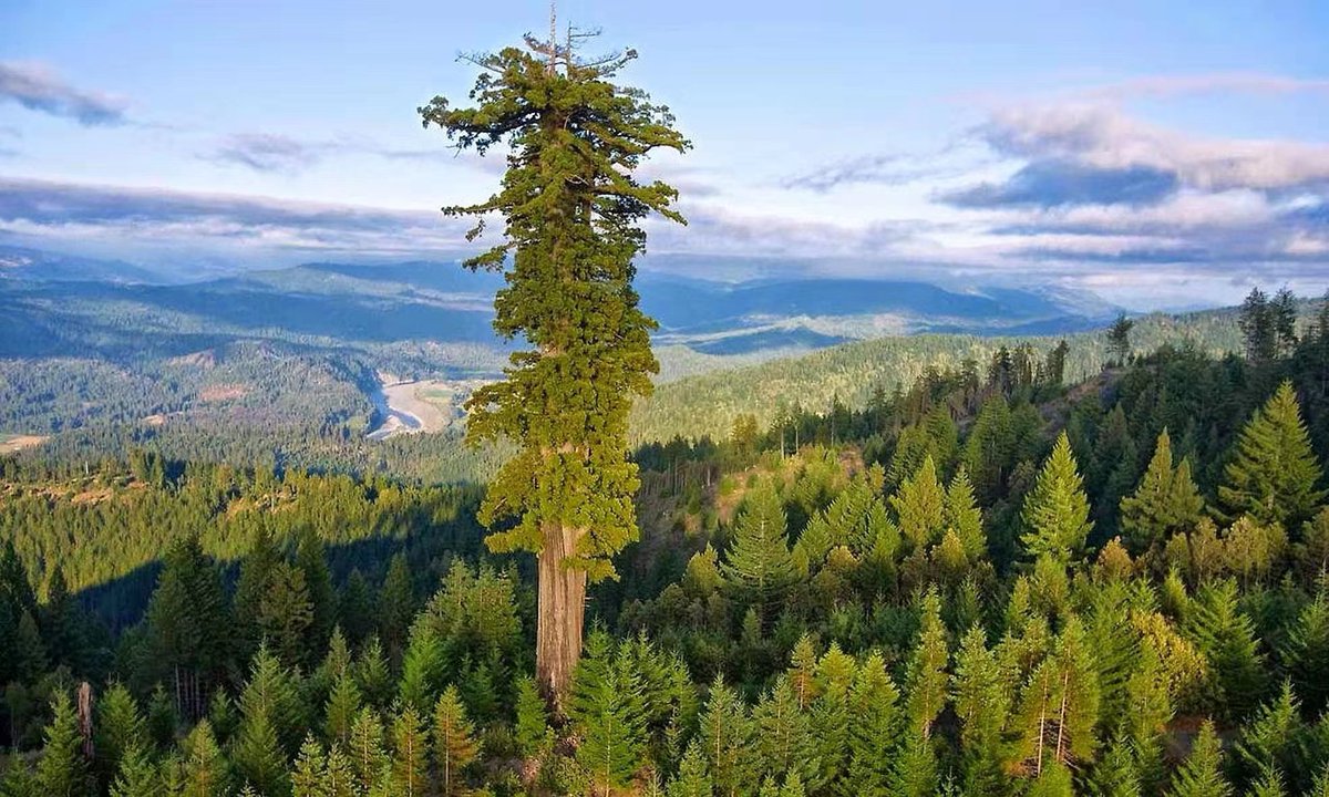 It's said that the below tree is the highest one in the world. That's how we describe #outstanding.