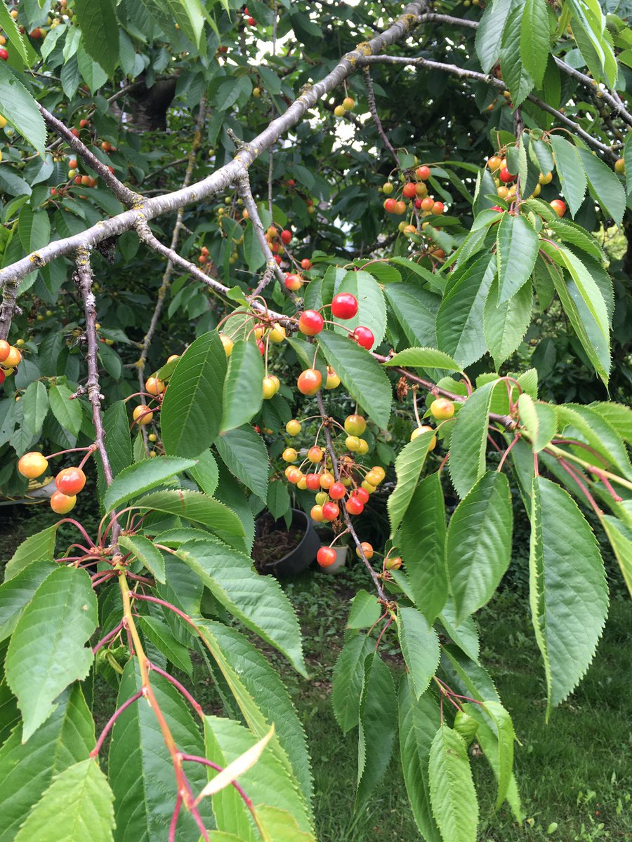 Peter30775782's tweet photo. A little bit more patience but apparently not all think alike #cherry #June #summer #can’t wait #leavemycherriesalone https://t.co/cJx3NwrulQ