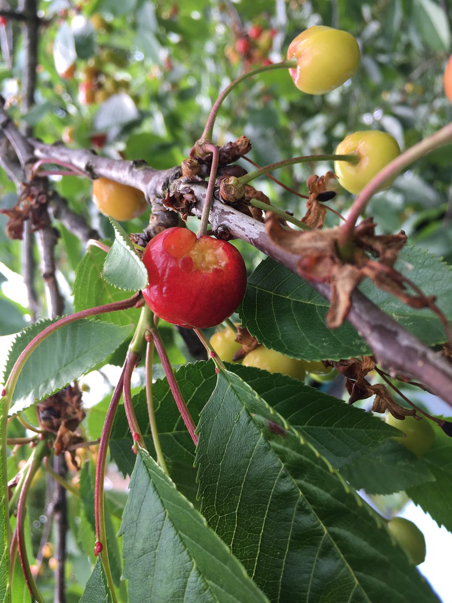 Peter30775782's tweet photo. A little bit more patience but apparently not all think alike #cherry #June #summer #can’t wait #leavemycherriesalone https://t.co/cJx3NwrulQ