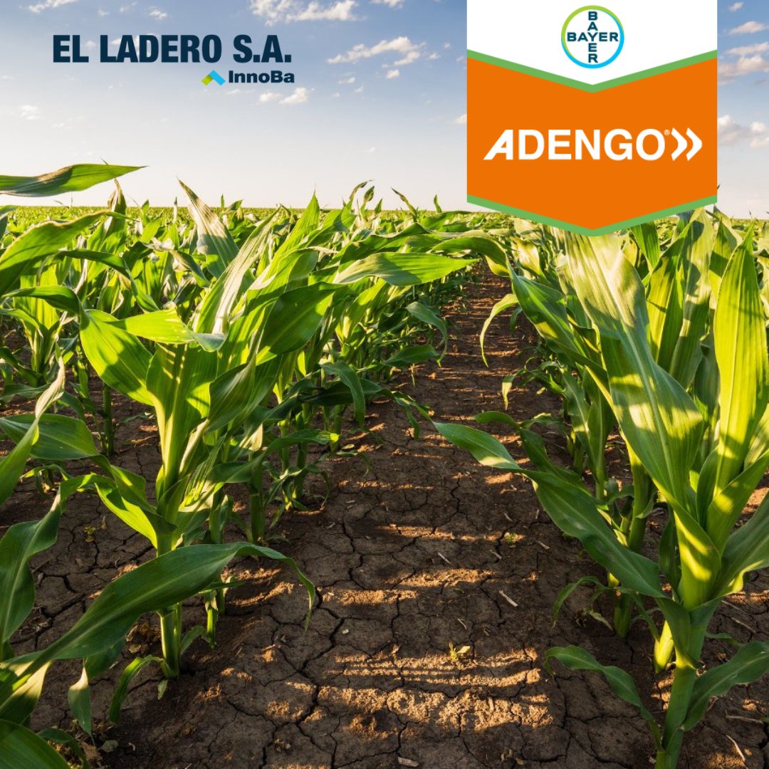 laderoagro's tweet photo. #Adengo es el herbicida preemergente que te brinda control de las #malezas de hoja ancha y gramíneas ✅️
¡Para ser imparable combiná la tecnología de avanzada de #Adengo con los híbridos @dekalbargentina! https://t.co/65uhEwagqN