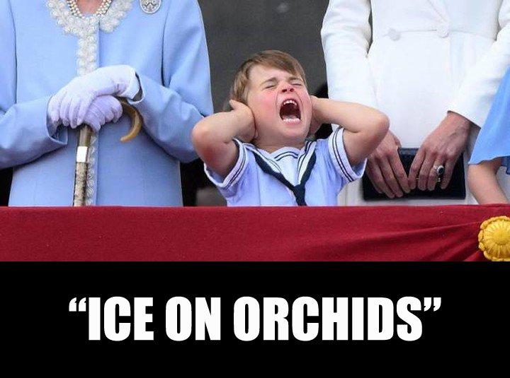 Orchitweet's tweet photo. Well, ok, it's hot but...
#noidellaSFO #orchids #iceonorchids #saveorchids https://t.co/1fuVnm4xL3