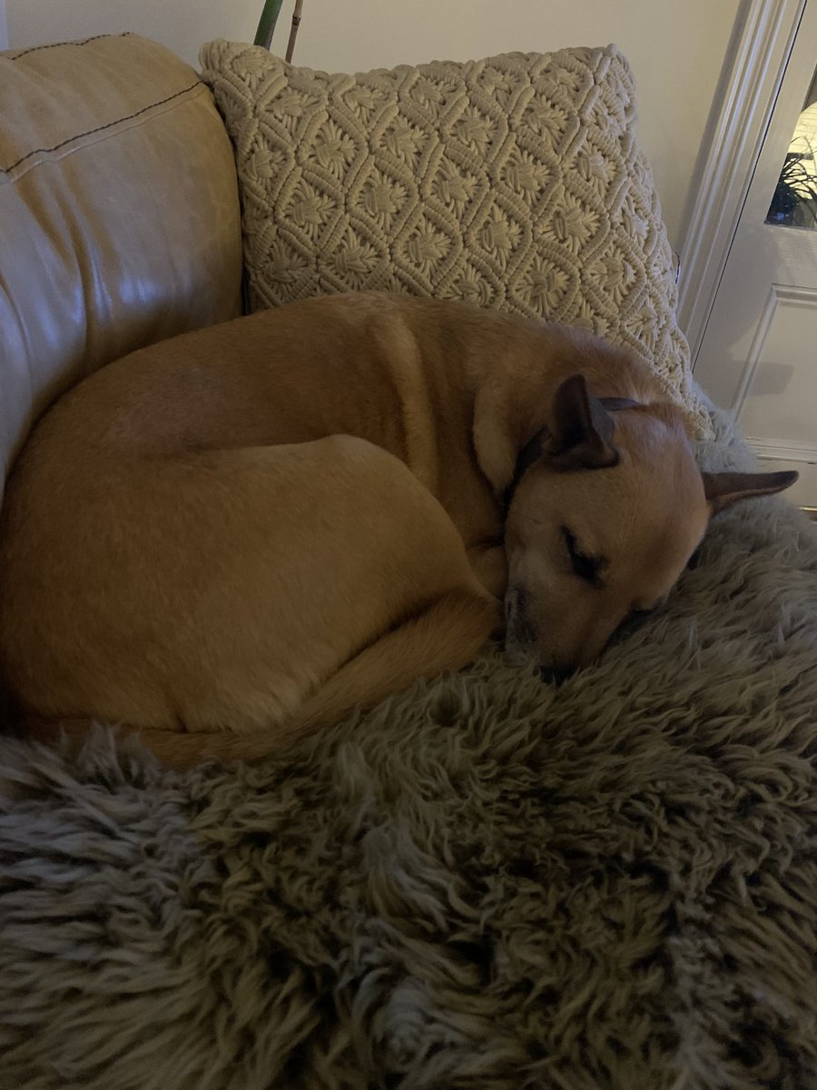 kjphillis's tweet photo. @profjanemills @ProfSDodds Time to curl up and relax! https://t.co/60pl0QDEuk