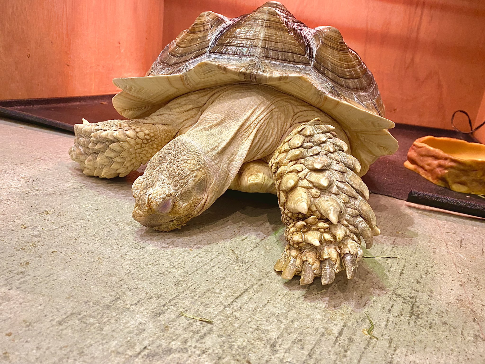 Moff Animal Cafeイオンモール新利府店 当店アイドル ケヅメリクガメのまちこちゃん 今日はお散歩しようとした途中で眠くなってしまったようです ご来店の際はぜひ優しくなでなでしてあげてください まちこちゃんのおやつは1個0円で販売中です