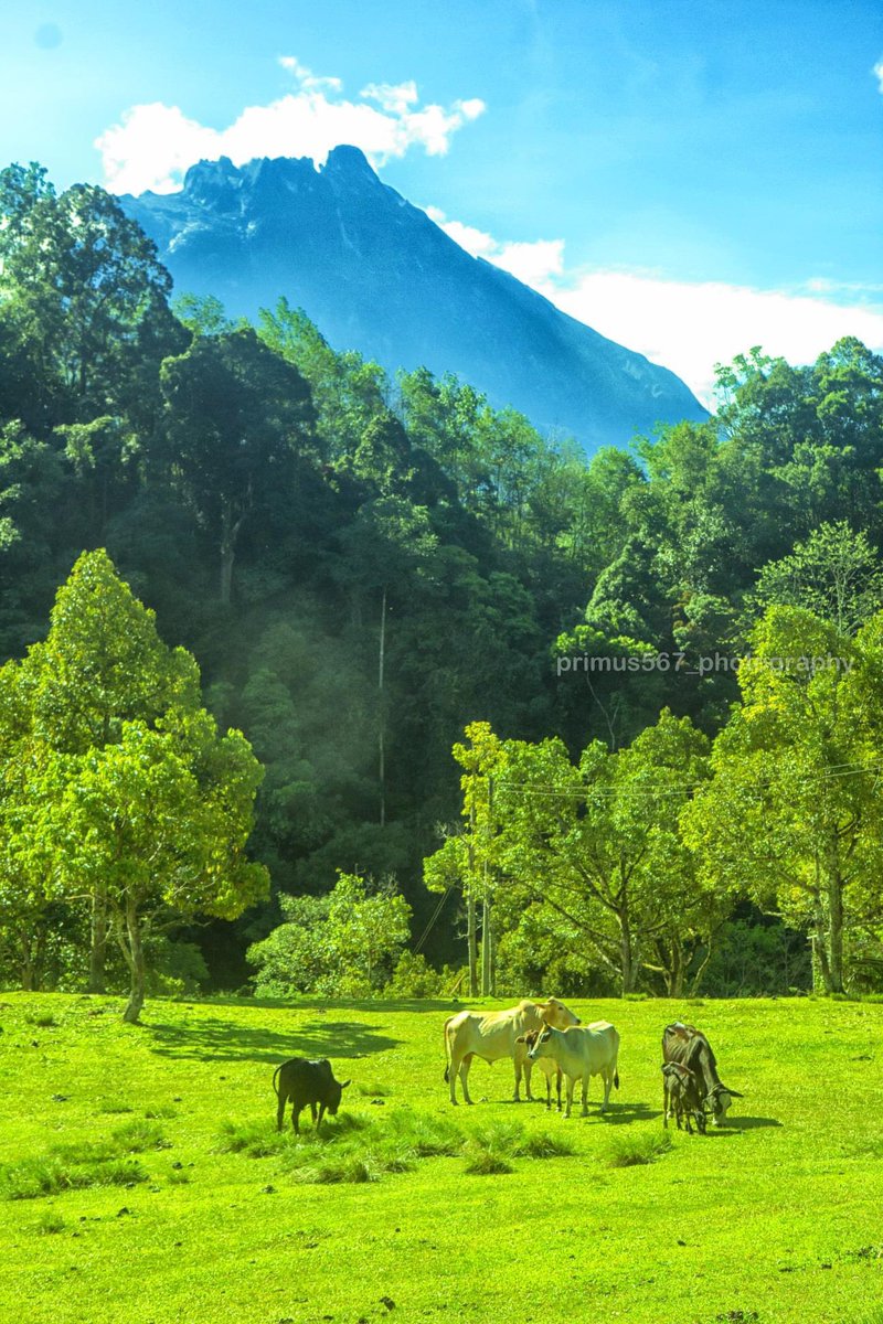 primus567 tweet media