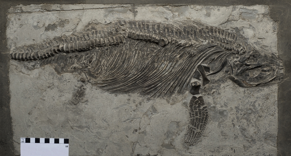 Jurassic Coast Trust tweet media