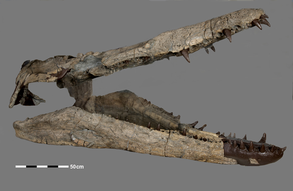 Jurassic Coast Trust tweet media