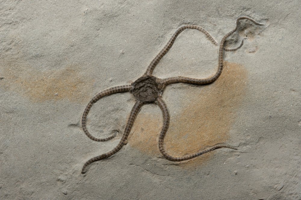 Jurassic Coast Trust tweet media