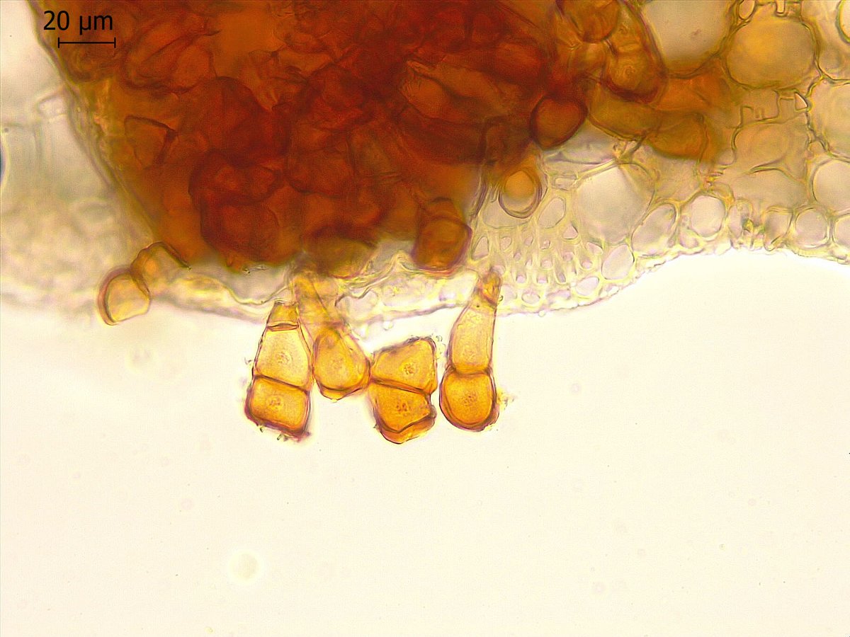 PretoriusZak's tweet photo. #Puccinia stenotaphri on St Augustine grass (#Stenotaphrum secundatum) in Vermont, ZA. https://t.co/jKSbypb2EB