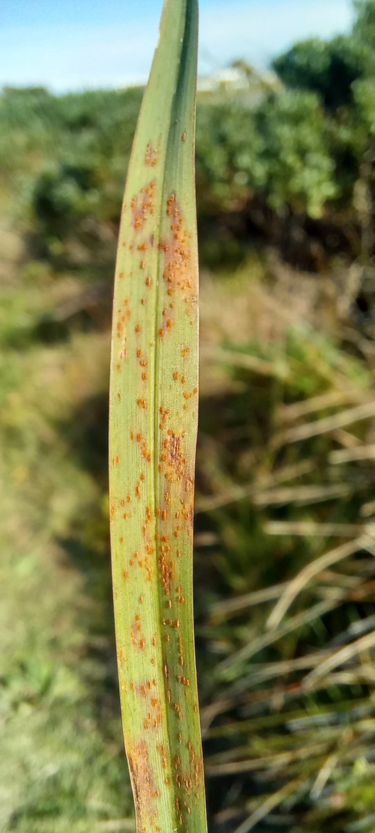 PretoriusZak's tweet photo. #Puccinia stenotaphri on St Augustine grass (#Stenotaphrum secundatum) in Vermont, ZA. https://t.co/jKSbypb2EB