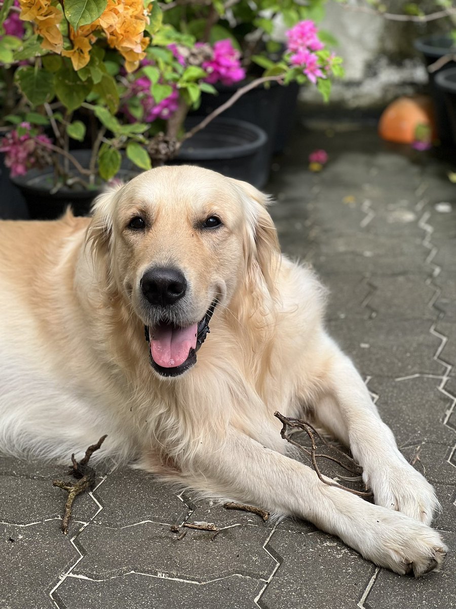 ThyagiR's tweet photo. Some of us are more committed to fighting corruption than our justice system. We present: Uprooting Basil. 

#DogsofTwittter @PetsAgainstgota https://t.co/7PMPmjczwG