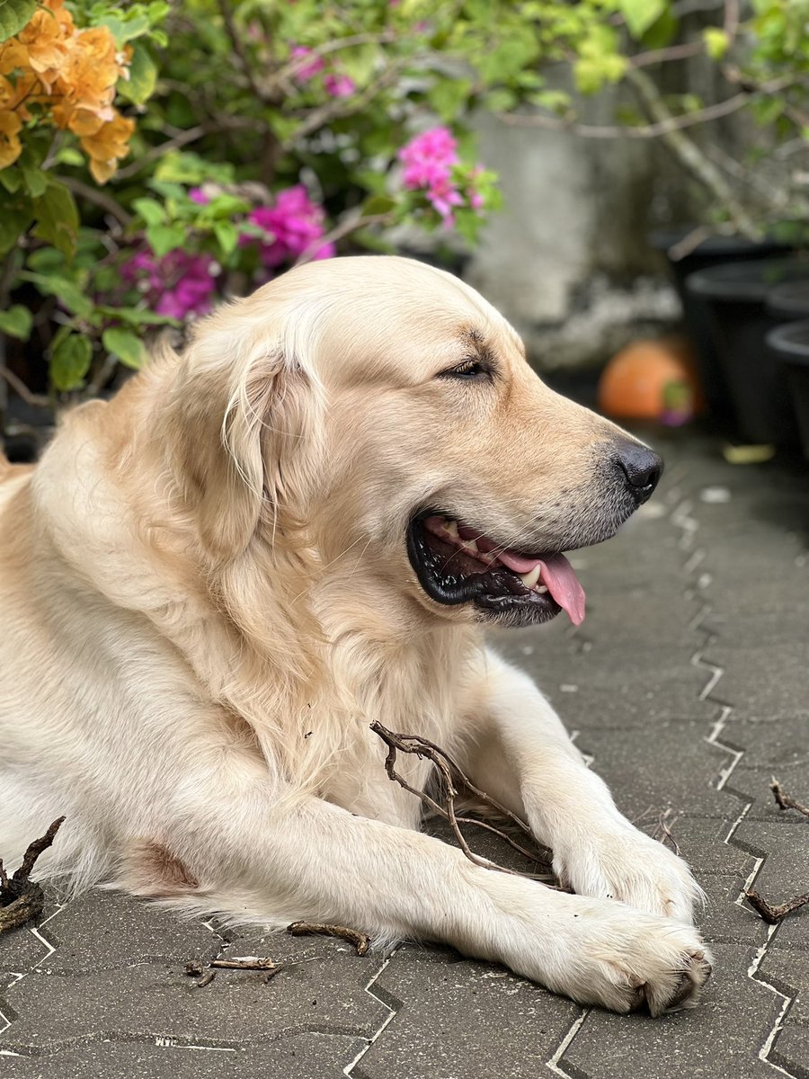 ThyagiR's tweet photo. Some of us are more committed to fighting corruption than our justice system. We present: Uprooting Basil. 

#DogsofTwittter @PetsAgainstgota https://t.co/7PMPmjczwG