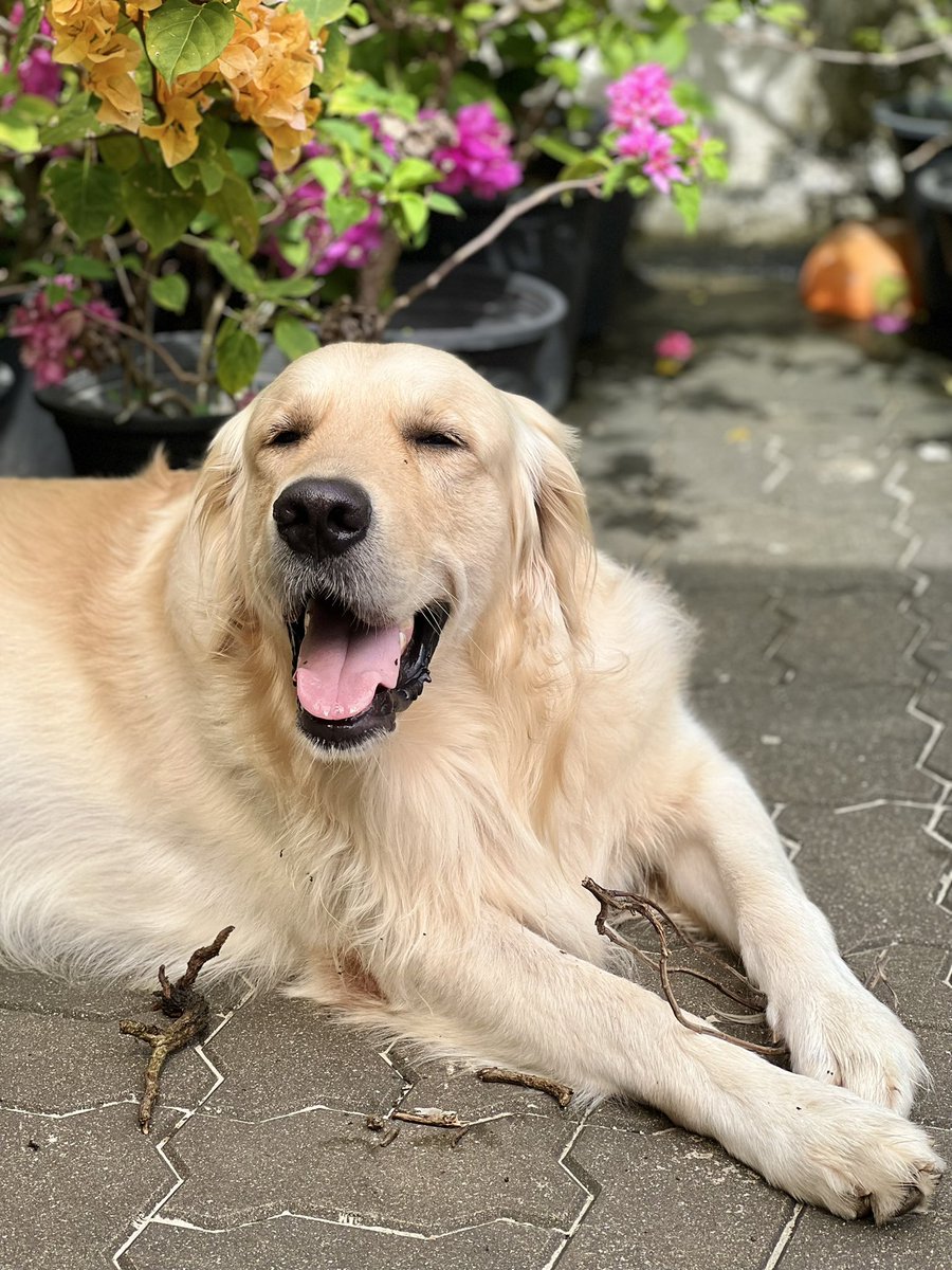 ThyagiR's tweet photo. Some of us are more committed to fighting corruption than our justice system. We present: Uprooting Basil. 

#DogsofTwittter @PetsAgainstgota https://t.co/7PMPmjczwG