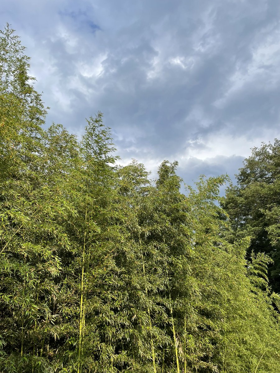 竹のようにしなやかに・・・

雨上がりの#STEPN