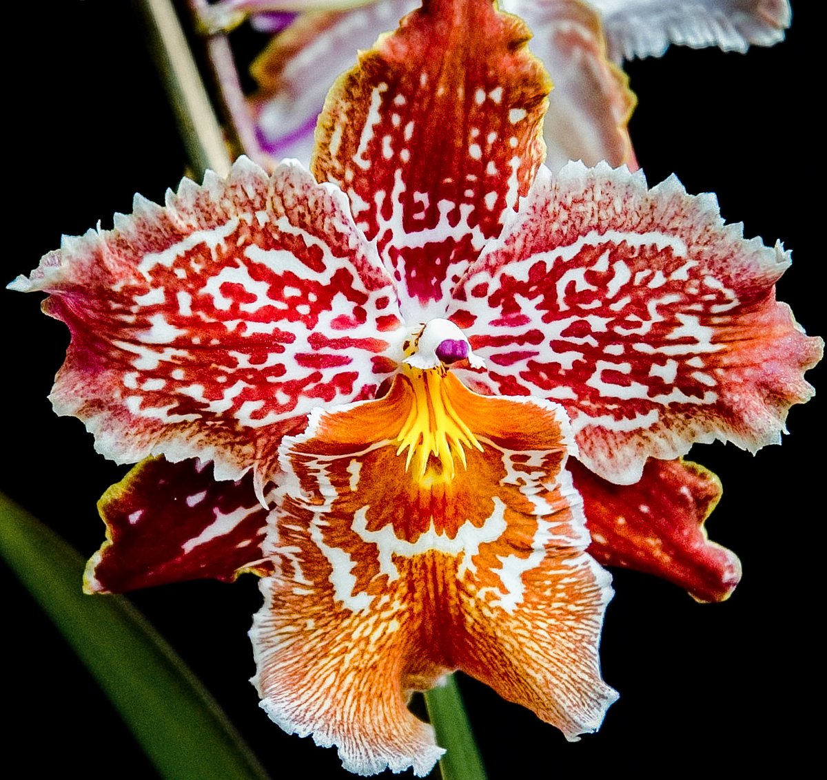 orchidcommittee's tweet photo. #Oncidopsis Mont des Louannes 'Fort Regent' AM RHS
Raised and registered by @EYOrchid 2009
#Photo by Rev. David Ridgeway of @orchidcommittee
#orchidées #botany #orquidea #orquideas #orchids #flower #flowerphotography #photography #NaturePhotography #nature #PHOTOS  #洋ラン https://t.co/2NiFndo8XI