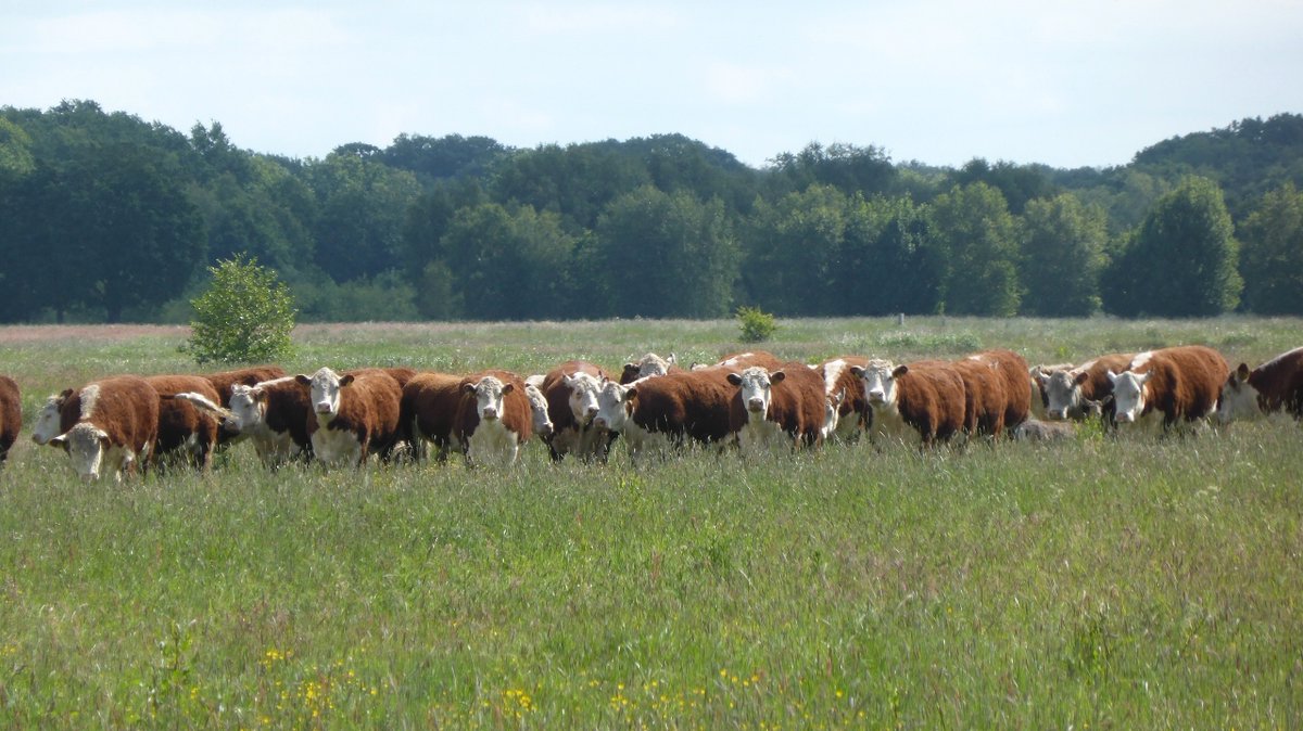 Tussen de kudde #koeien steekt opeens een #ree z'n kop omhoog....