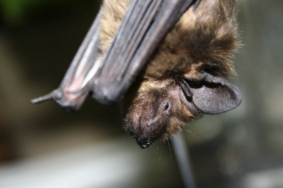 WIN een unieke belevenis in de Baronie: een vleermuizensafari! 
Het bos in wanneer het normaal gesproken niet mag… dit is je kans. Samen met de boswachter van Natuurmonumenten ga je met zonsondergang op een heuse vleermuizensafari. 
Lees meer en doe mee >>landstaddebaronie.nl/win-een-unieke…