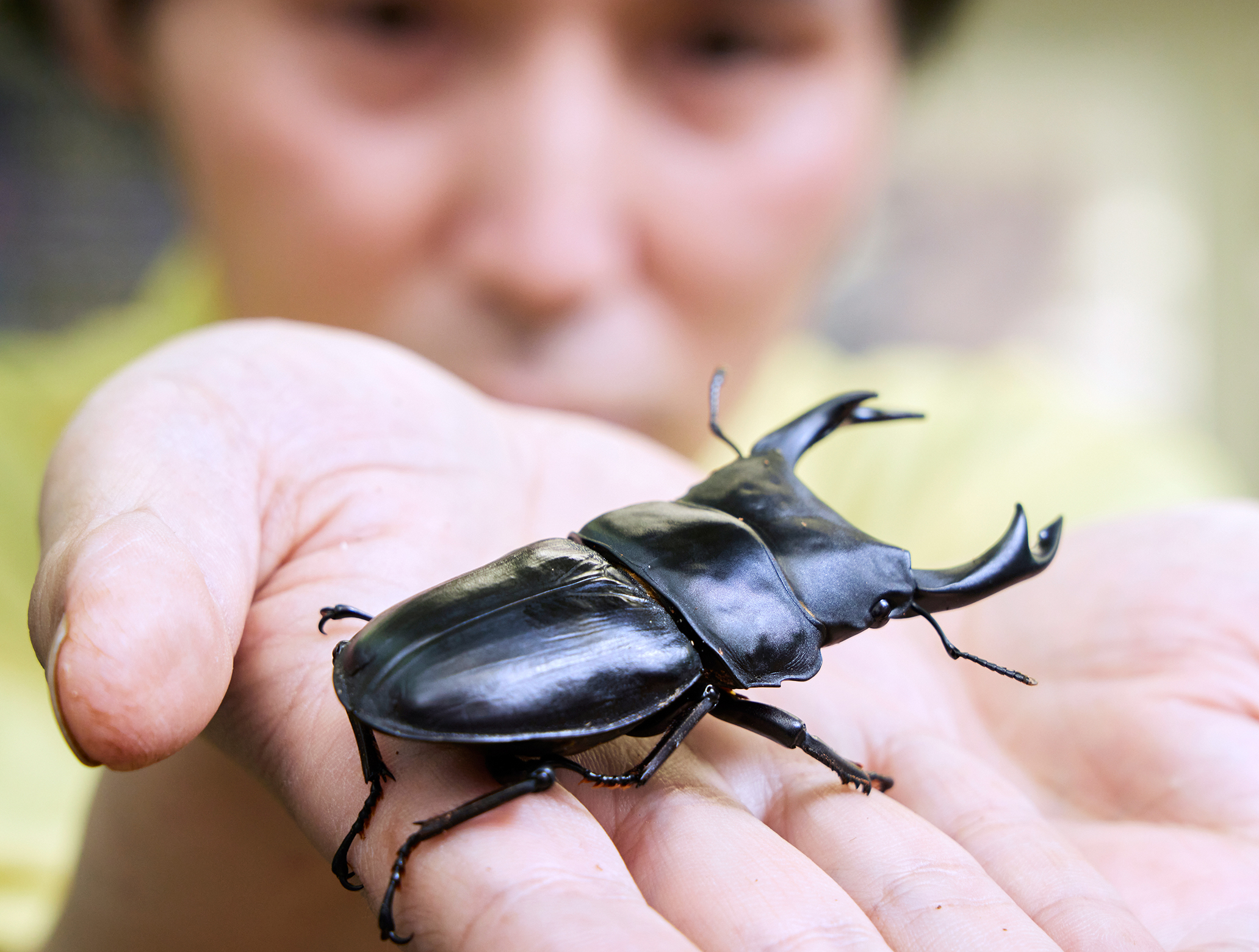 6月4日は虫の日 ムシの日 です 名前に ツイッター リツイート が付いたり 草原の青い星 や 黒いダイヤ と呼ばれるものもいたり 不思議で楽しい ムシの世界へようこそ Twitter
