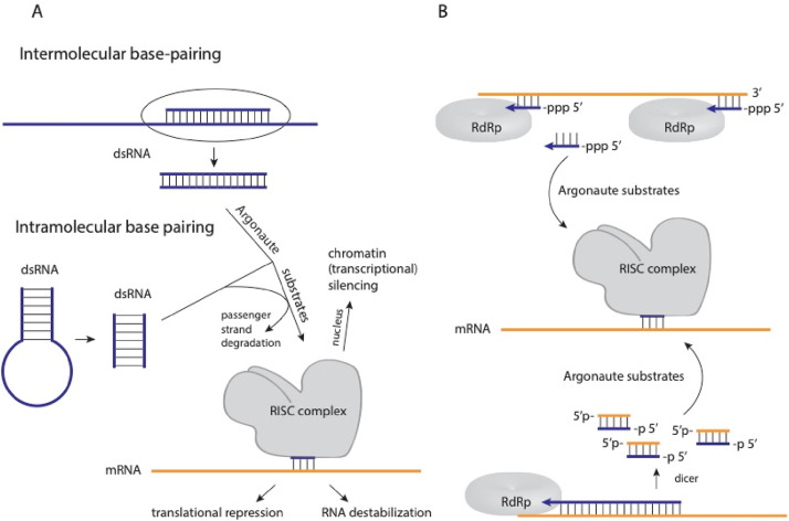 SharwinH's tweet photo. @ThatNoisyFellow Rule: 𝗥𝗡𝗔 𝗶𝘀 𝘀𝗶𝗻𝗴𝗹𝗲 𝘀𝘁𝗿𝗮𝗻𝗱𝗲𝗱
Exceptions: 
I. dsRNA have been identified in certain planta and algae (in low amounts).
II. dsRNA is generated in cytoplasm during replication of positive-strand RNA and DNA viruses. https://t.co/V6DnU7iip4