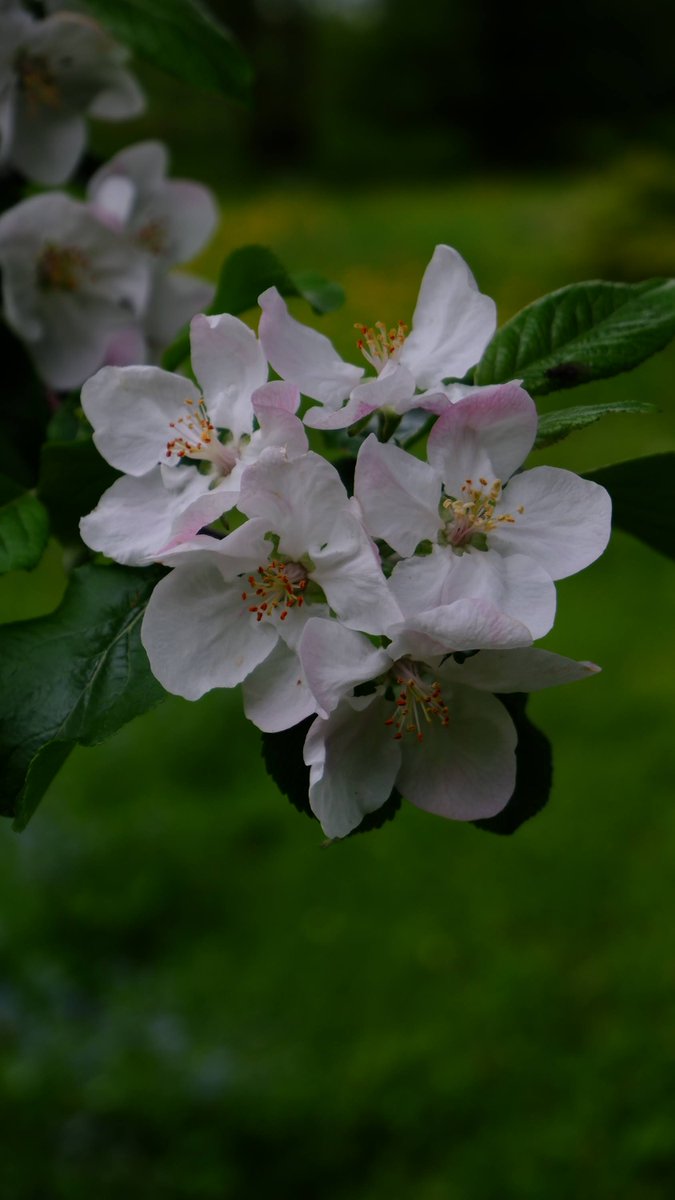 Renkar11's tweet photo. Spring was late this year. https://t.co/wp67UTjg4J