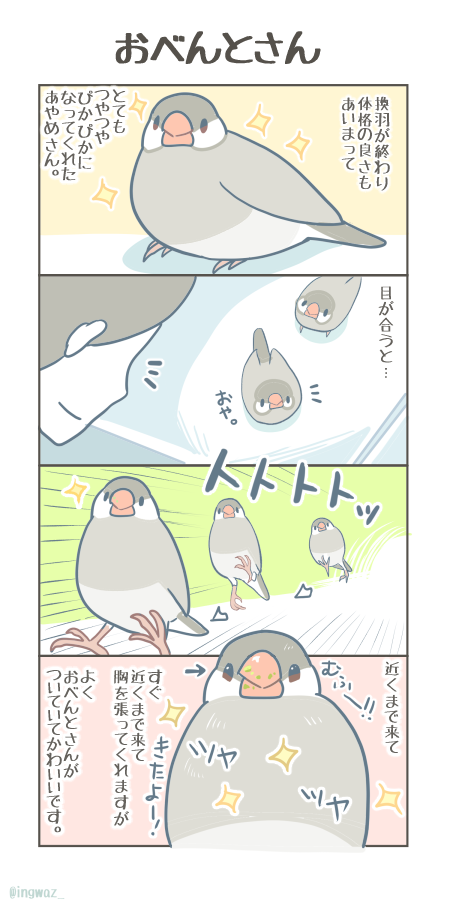 おべんとさん。
#Buncho #javasparrow #文鳥 