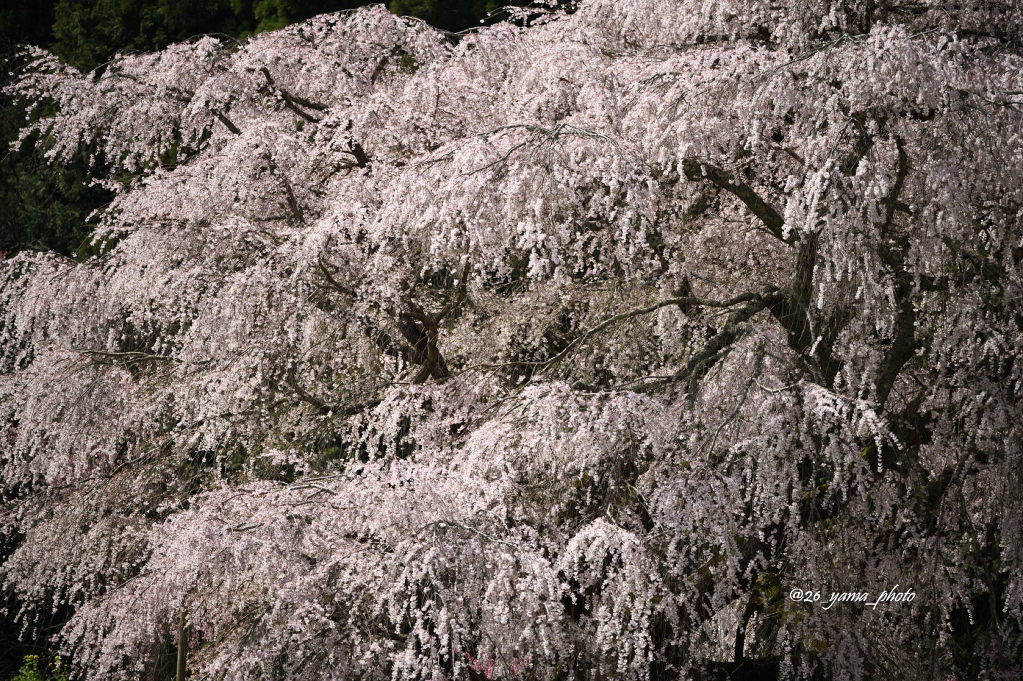 Yama 風景photo Youtubeであげている動画 四季 より 同じ時に撮影した写真を まずは 桜 風景写真 四季 桜 T Co K1f01phk8t Twitter