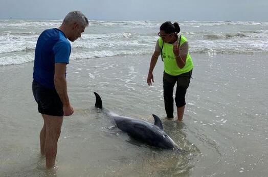 ilSicilia's tweet photo. #IlRegnodeglianimali #Stenella Stenella spiaggiata soccorsa in area protetta https://t.co/1U8Tz9vyUc https://t.co/Rb2EmUNSP6