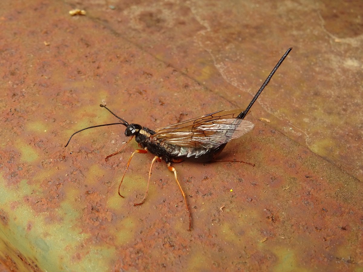 Possible Xeris spectrum?  Found drowned in rainwater in our VC30 garden by <a href="/Bex_Cartwright/">Bex</a> yesterday.  Black coxae.  On its way to you @nature_spotter 🙂