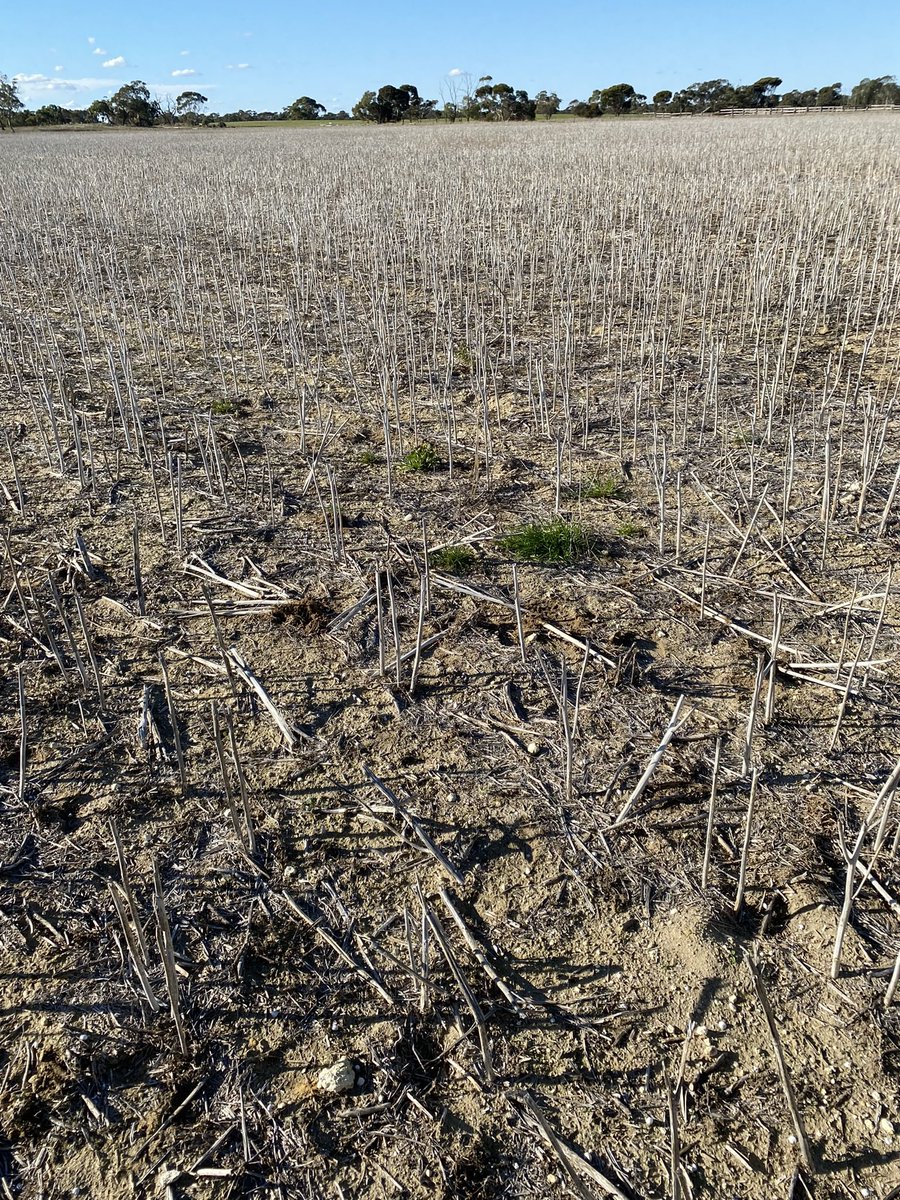 buckets4444's tweet photo. Couple of observations so far for 2022 - Glypho Resistance for us⬆️. Removing internal fences ✅✅. Overwatch in canola for grass control and Capeweed suppression 💗💗💗 https://t.co/GXCObiF2TF