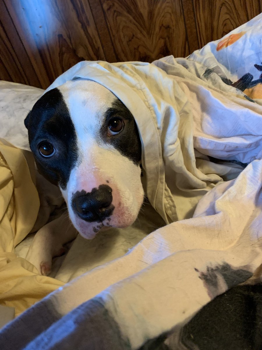 XoeLive's tweet photo. Thunderbooms bad. Xoe hide.. #dogs https://t.co/nCZINqkbLf