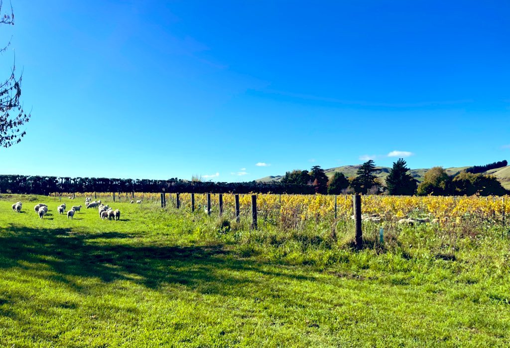 <a href="/Christchurch_NZ/">ChristchurchNZ</a> Missing those #cellardoor experiences being in my backyard &amp; these guys are even net carbonzero so totally guilt free quaffing!! 😁🥂